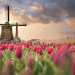 UnitedHealthcare Global launches expat insurance in the Netherlands