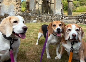 National Dog Day: &lsquo;Beagirls&rsquo; and &lsquo;barketing manager&rsquo; boost wellbeing among protection and health advisers