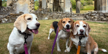 National Dog Day: &lsquo;Beagirls&rsquo; and &lsquo;barketing manager&rsquo; boost wellbeing among protection and health advisers