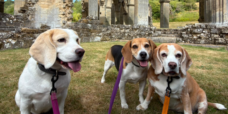National Dog Day: ‘Beagirls’ and ‘barketing manager’ boost wellbeing among protection and health advisers