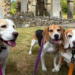 National Dog Day: &lsquo;Beagirls&rsquo; and &lsquo;barketing manager&rsquo; boost wellbeing among protection and health advisers